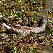 Gallinule à face noire