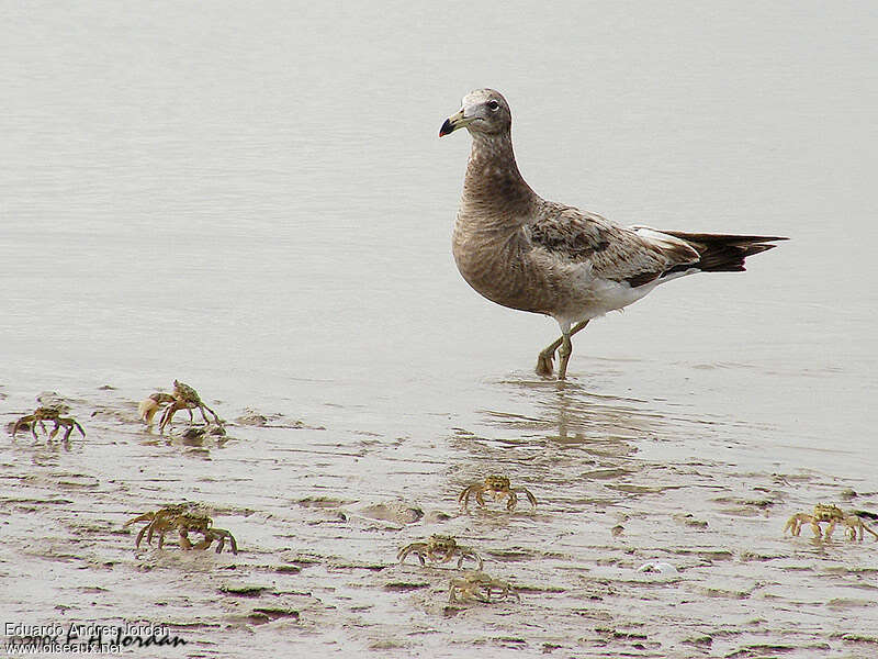 Goéland d'Olrogimmature, identification