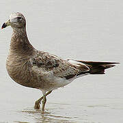 Olrog's Gull