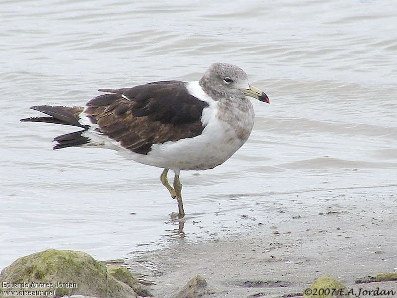 Goéland d'Olrogsubadulte internuptial, identification