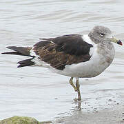 Olrog's Gull