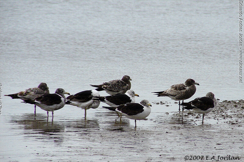 Olrog's Gull