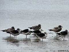 Olrog's Gull