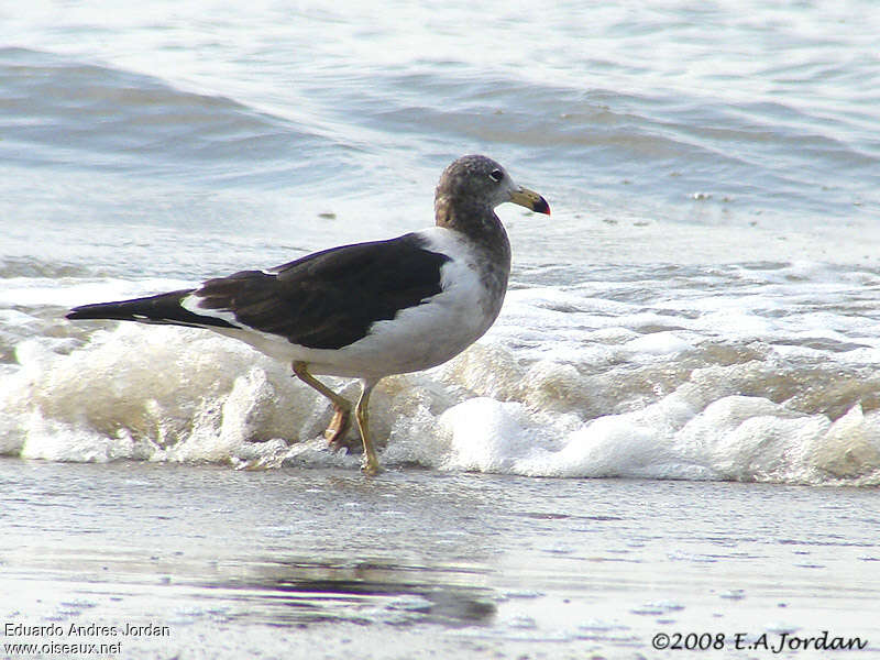 Goéland d'Olrogadulte internuptial, identification