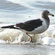 Olrog's Gull