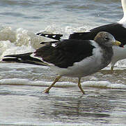 Olrog's Gull