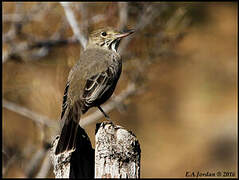 Great Shrike-Tyrant