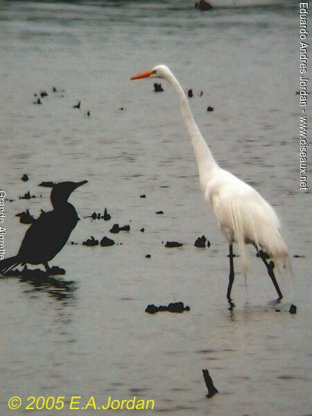 Grande Aigrette