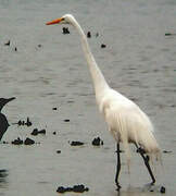 Grande Aigrette