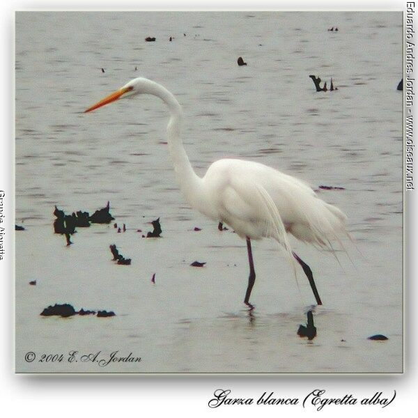 Grande Aigrette