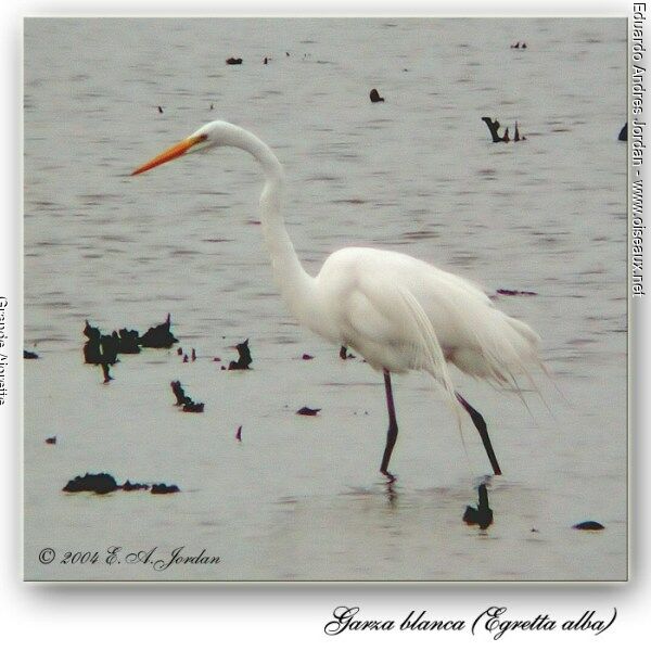 Grande Aigrette