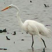 Grande Aigrette