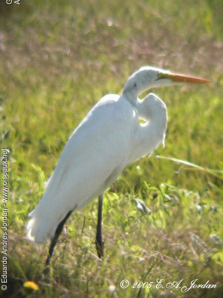 Grande Aigrette