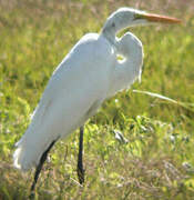 Grande Aigrette