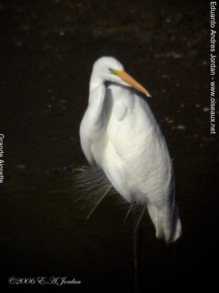 Grande Aigrette