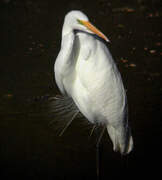 Grande Aigrette