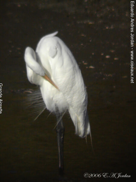 Grande Aigrette