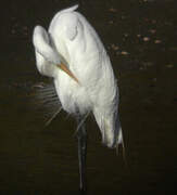 Grande Aigrette