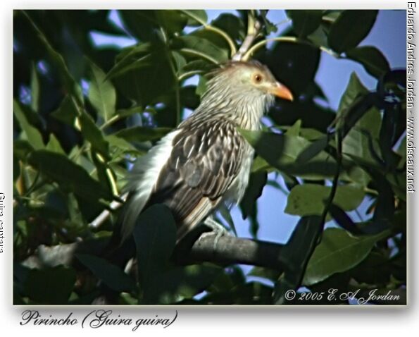 Guira Cuckoo