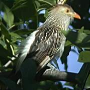 Guira Cuckoo