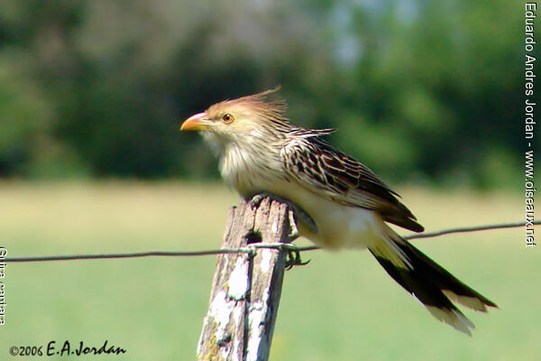 Guira Cuckoo