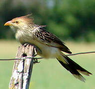 Guira Cuckoo