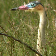 Whistling Heron