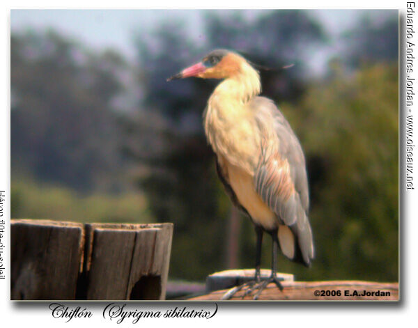 Whistling Heron