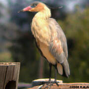 Whistling Heron