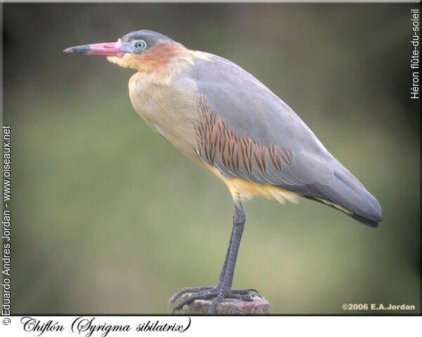 Whistling Heron