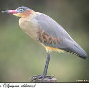 Whistling Heron