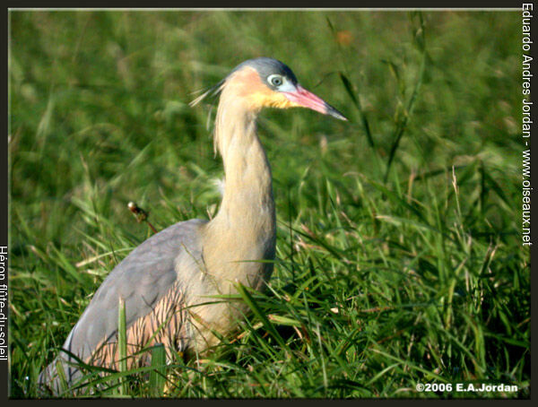 Whistling Heron