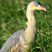 Whistling Heron