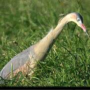 Whistling Heron