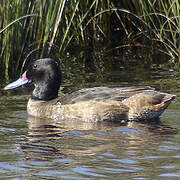 Black-headed Duck