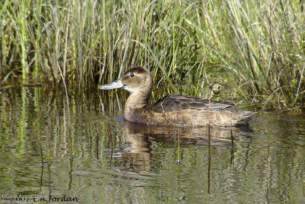 Black-headed Duck female adult, identification