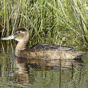 Black-headed Duck