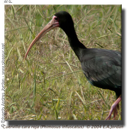 Ibis à face nue