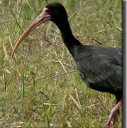 Ibis à face nue