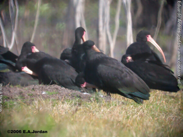 Bare-faced Ibis