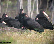 Bare-faced Ibis