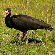 Ibis à face nue