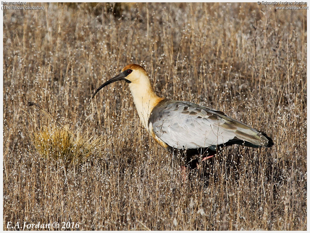 Buff-necked Ibis