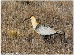 Buff-necked Ibis