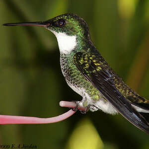 Colibri à gorge blanche