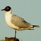 Mouette de Patagonie