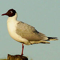 Mouette de Patagonie