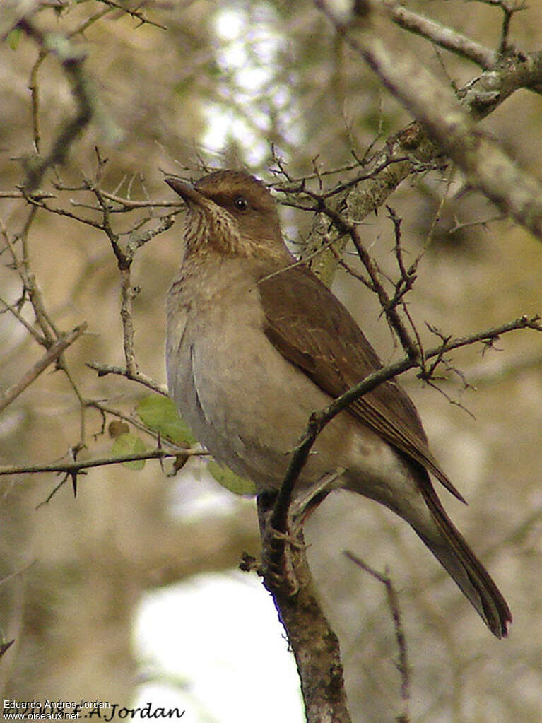 Merle à ventre clairimmature, identification