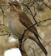 Creamy-bellied Thrush