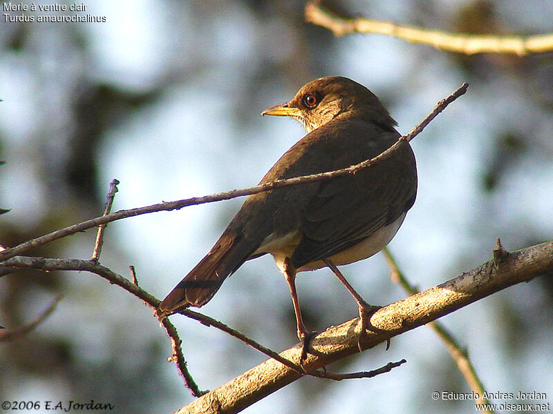 Creamy-bellied Thrushadult